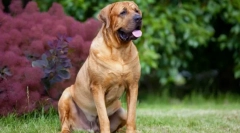 Tosa inu (fotó): a japán szamurájok félelmetes kutyája