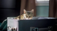 A macska szállítása