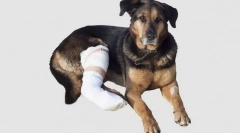 Izom sérülések, inak és szalagok