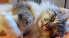 Sérülések, égések és mérgezés macskákban