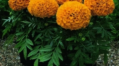 Gyógynövények és más növények sikoltozó egerek