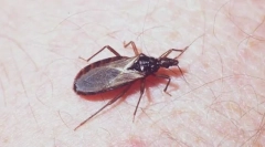 Triatomikus kukorica