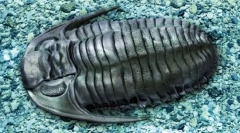 Trilobitok
