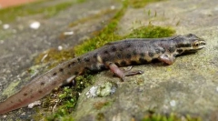 Triton rendes lándzsa