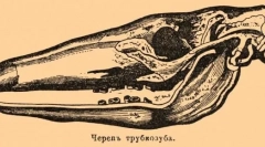 Trubosub: érdekes tények az afrikai csodáról