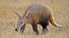 Trubosub - felülmúlhatatlan trópusi éjszaka csoda