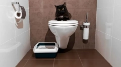 Macska wc-k zárt: válasszon kényelmet az állat és takarítás otthon