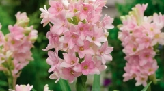 Tubery (poliantusok)