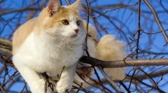 Török wang (fotó): csodálatos úszó és igaz halász