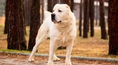 Türkmen alabai (fotó): fierce guard, megbízható védő