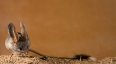 Tuccans (fénykép): látott hosszú farok ugrik