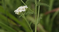Yarrow