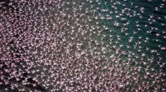 Több ezer rózsaszín flamingók a nakuru-tóban kenyában