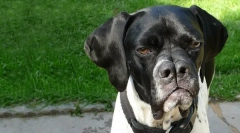 Melyik kutyák fajta osztott orrát?