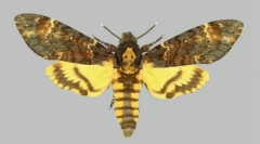 Kakux pillangók a hátsó rajzon egy koponya formájában?