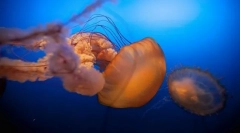 Ki és hogyan hívják a gyerekeket a tengerben?