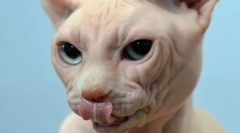 A macska kiesik, vagy megszakítja a bajuszt, amit a kisállat veszélyezteti a tünetet