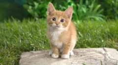 A férgek gyilkossága: drononal a macskákért