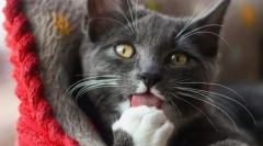 Ismerje meg a macska nyelvet