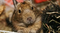 A chilei protein degue gondozása és karbantartása