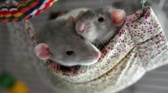 A díszítő egerek gondozása és tartalma otthon