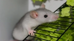 A házi dekoratív patkány gondozása és karbantartása