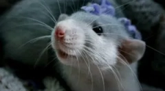 A házi dekoratív patkányok gondozása és karbantartása