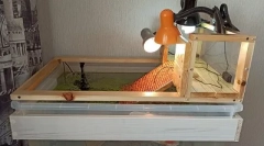 Az otthoni vöröses teknős gondozása és tartalma