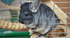 A chinchilla gondozása és tartalma otthon