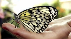 Butterfly care otthon