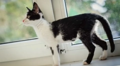 A kimerült macska gondozása