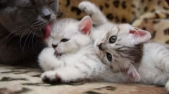 Ápolási macska és cica