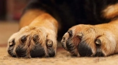 A mancsok gondozása