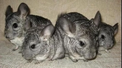 Care for chinchila