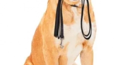 Gondoskodik a kutyára