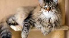 Egy felnőtt macska gondozása