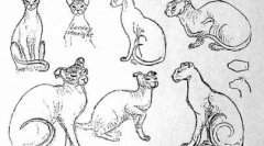 Ukrán levka - egzotikus kisállat