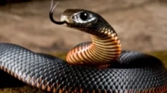 A mérgező kígyó harapása és az áldozat segítése