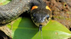 Harapás nadovitikus kígyó