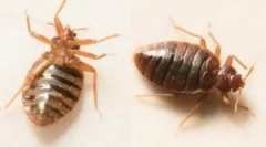 Vak harapások a gyermek testén