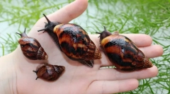 Akhatina csigák, mint hasznos és milyen kár az embernek