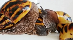 Csigák akhatina reprodukció otthon, tojás tojás, az utódok gondozása