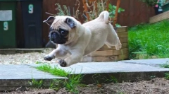 Ups, pug: a legviccesebb fotó és videó