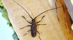 Usachi, gabonafélék és magok