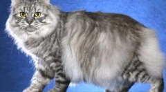 Bajusz-csíkos: házi macskák tabby színű