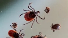 A kullancsok túlélésének feltételei télen