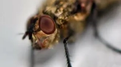 Az ödéma és viszketés megszüntetése a midge harapás után