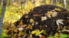 Eszköz és mezőgazdaság