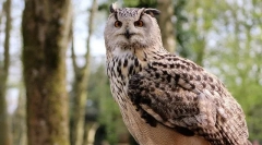 Mi a különbség a baglyok között a filinből