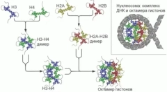 Az emlősök genomjaiban több száz korábban ismeretlen gént találtak